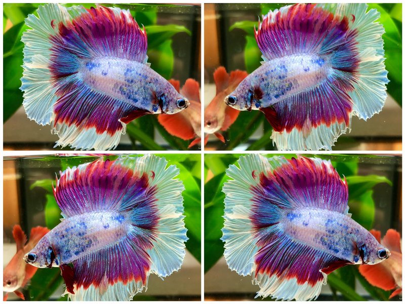 Archived Auction Fwbettasdt1595529687 Sweet Boy By Betta Man Ended Thu Jul 23 13 41 27 2020 Aquabid Com