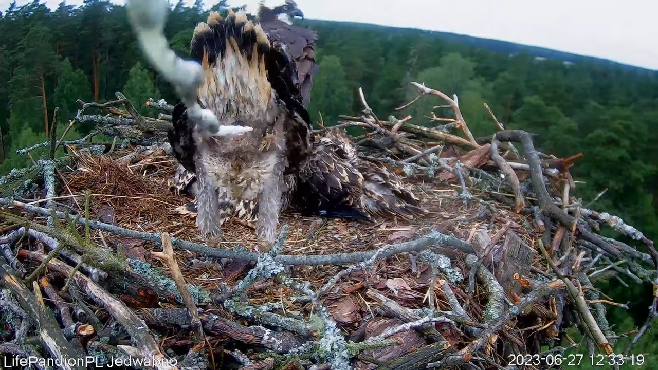 Rybołowy Online Puszcza Napiwodzko-Ramucka _ Ospreys Online in Napiwodzko-Ramucka Forest 4-14-59 scr