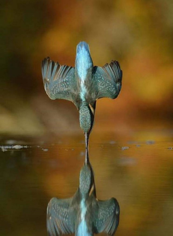 Fascinating-23