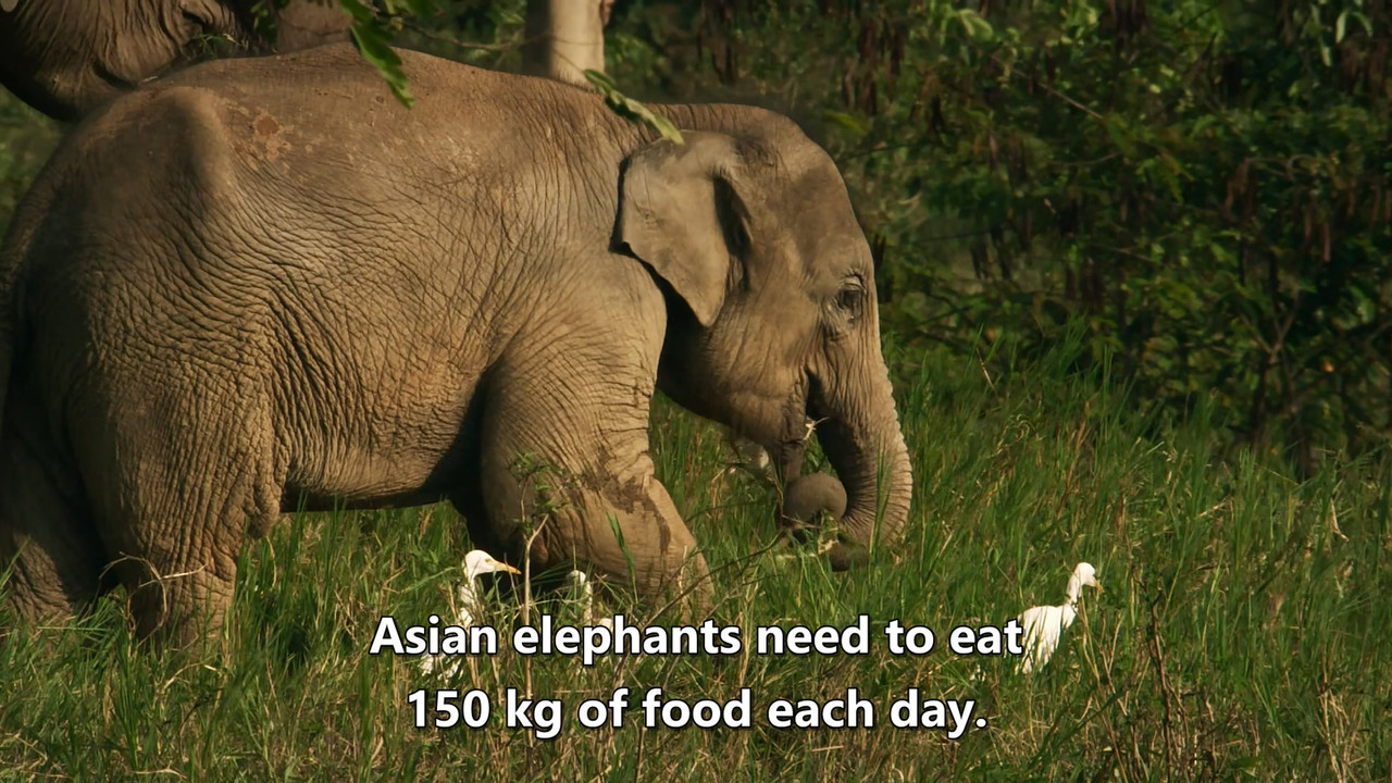 [HR] Thailand - Earth's Tropical Paradise S01E01 [BBC Two 1080p x265]_03