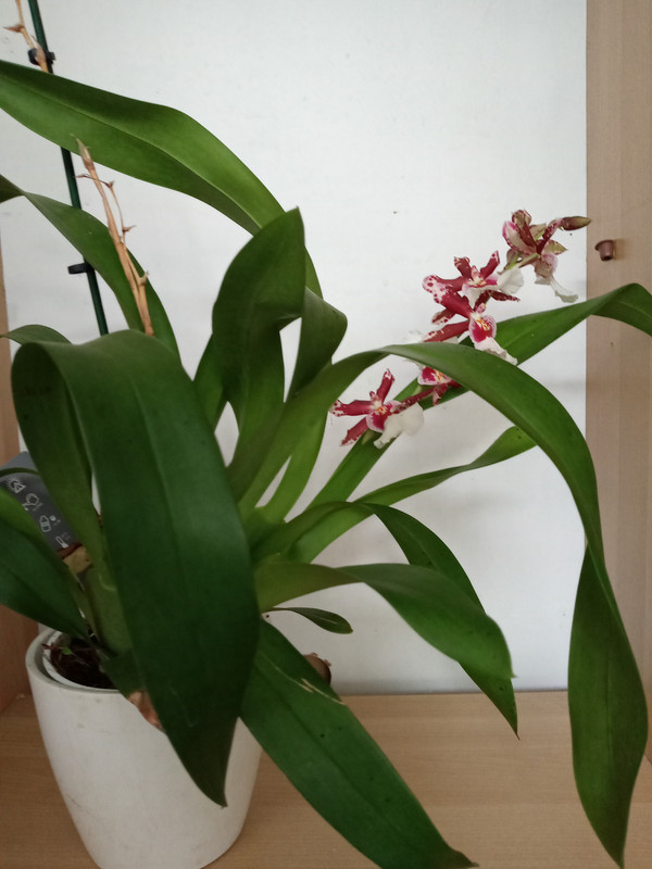 [Image: 20200911-093016.jpg]