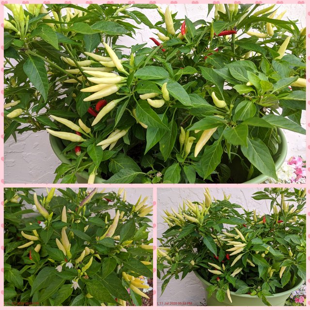 [Image: Photo-Grid-1594511845850.jpg]