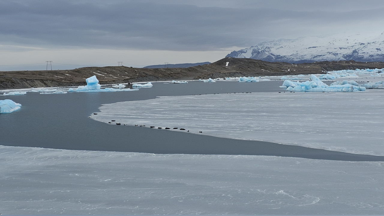 冰塊和水的交界好多海豹