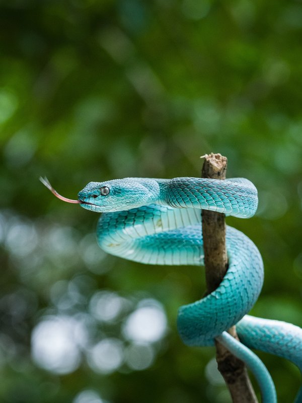 turq-snake.jpg