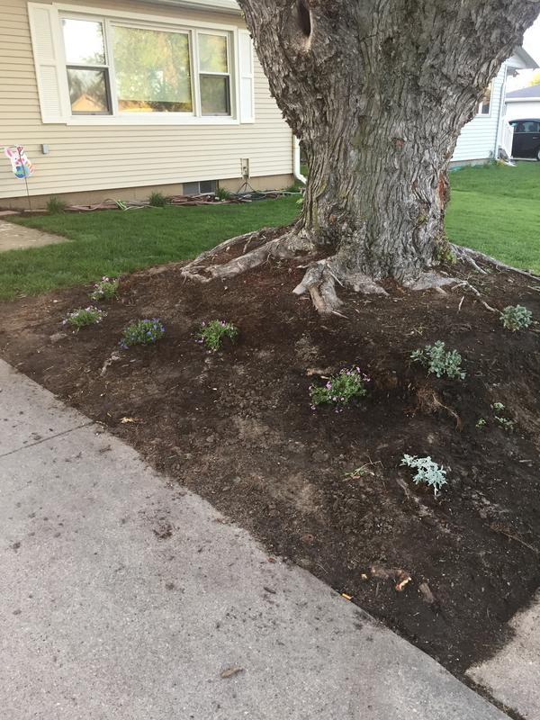 Retaining Wall Around Tree Roots Wall Design Ideas