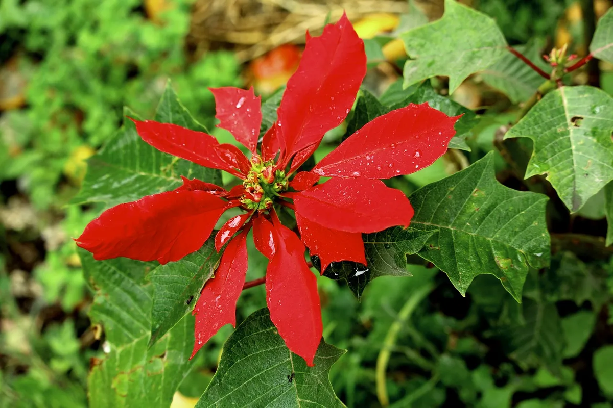 ¿Cómo revivir una flor de nochebuena? Estos son los cuidados adecuados