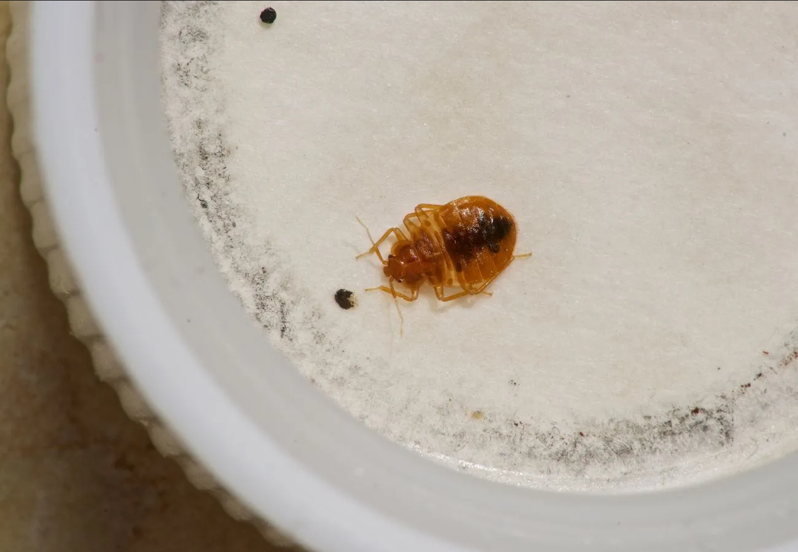 ¿Cómo eliminar a las chinches? Coloca estas plantas en tu hogar