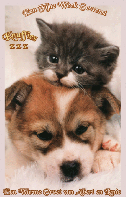fijne-week-gewenst-knuffies-hond-en-poes.gif