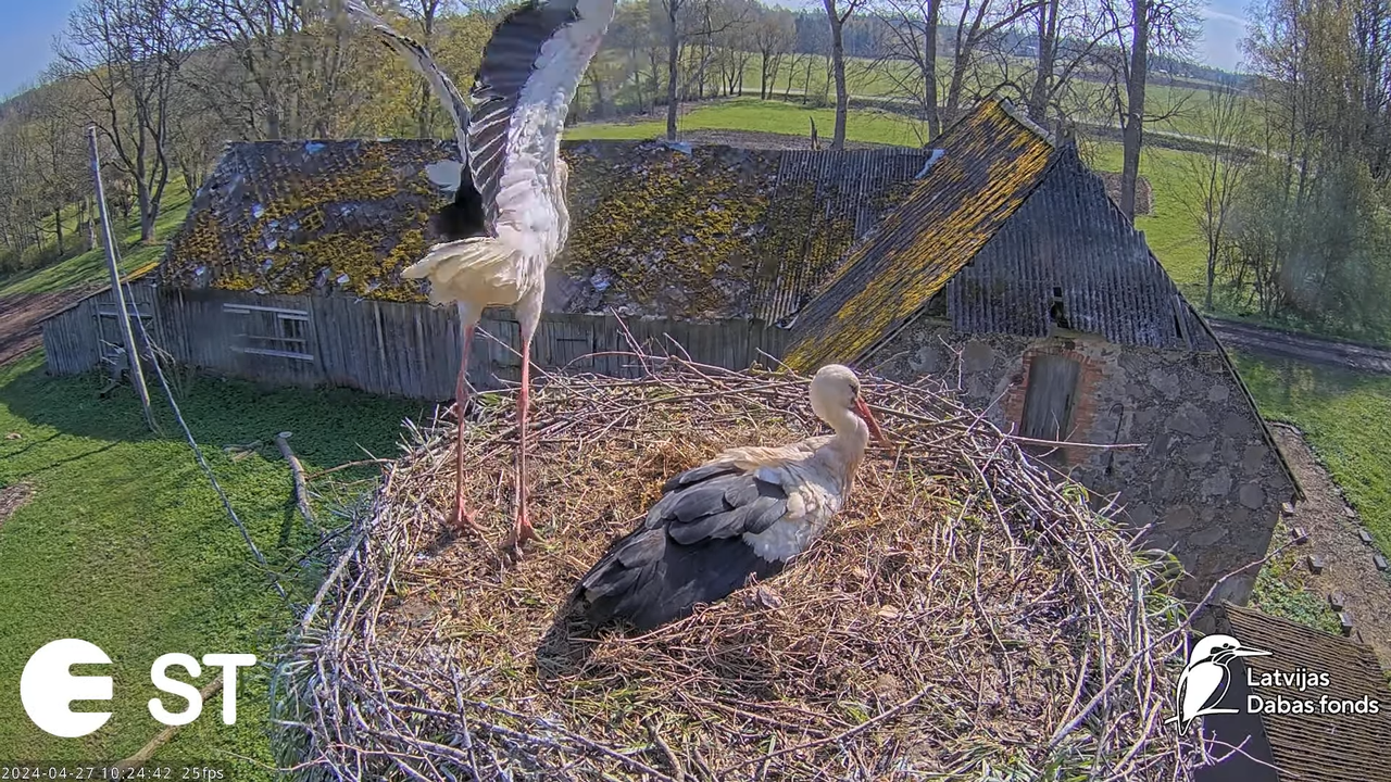 Baltie stārķi (Ciconia ciconia) Tukuma novadā - LDF tiešraide __ White storks in Tukums, Latvia 14-1