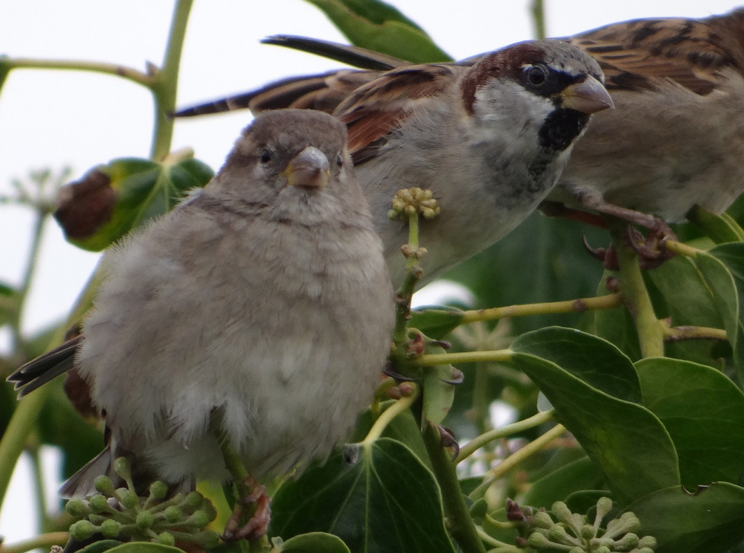 SPARROW 17
