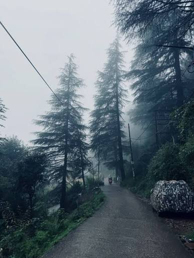 The road to Dharamkot among the pines on the forested slope
