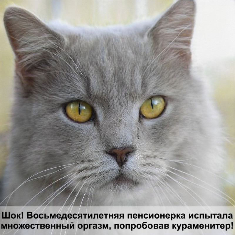 картинки котов и кошек