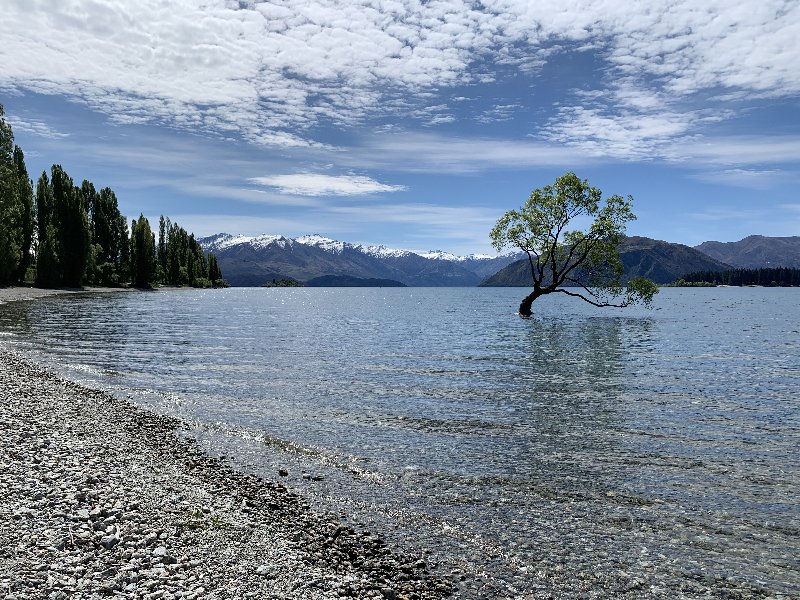 Nueva Zelanda: La primavera Kiwi nos fue marcando la ruta - Blogs de Nueva Zelanda - Haast-Wanaka-Arrowtown-Queenstown (7)