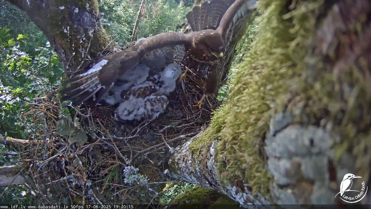 Melnās klijas (Milvus migrans) Kurzemē_ peļu klijāni (Buteo buteo) 12-52-45 screenshot