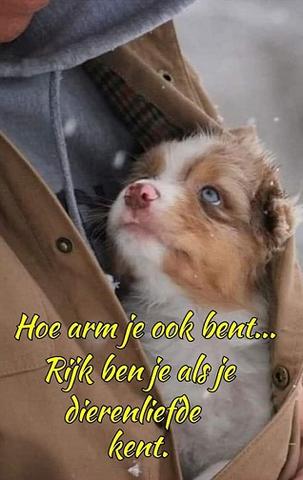 Als-je-een-dierevriend-bent