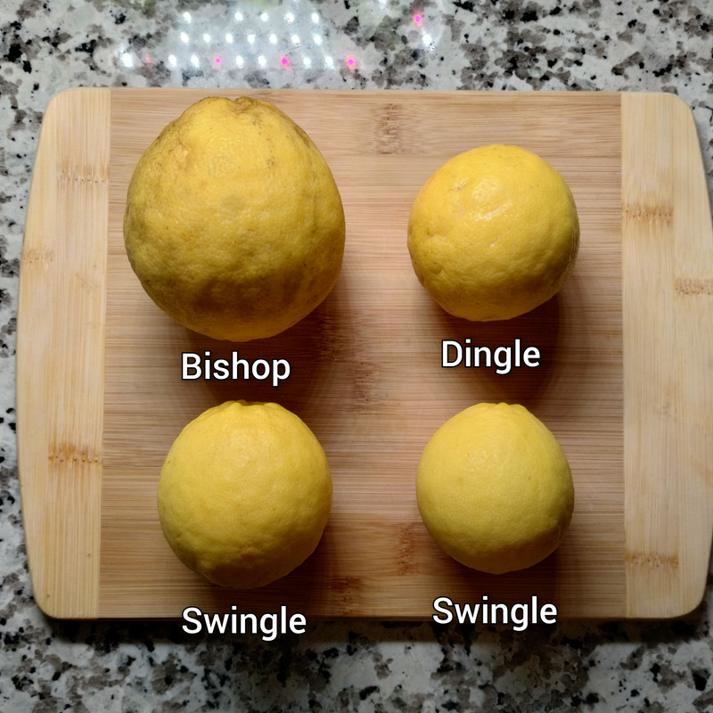 InCollage_20241206_073351851