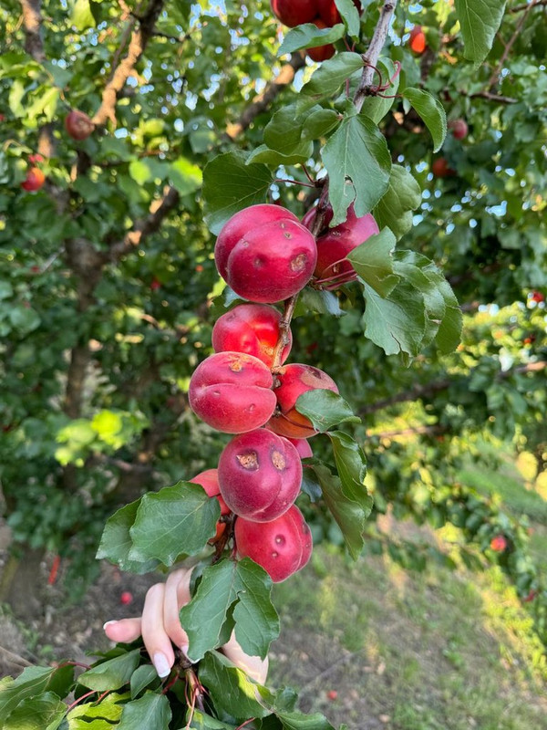 Φωτογραφία20