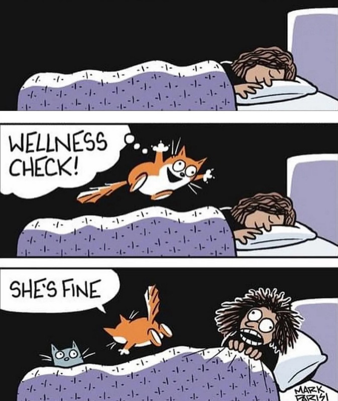 cat-wellness-check.jpg