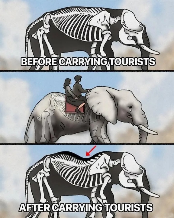 [Image: Eleph.jpg]