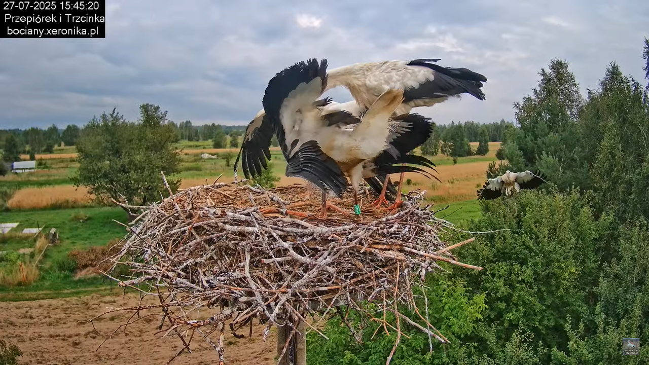27072025bociany40