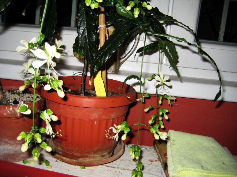 clerodendrum_wallichii