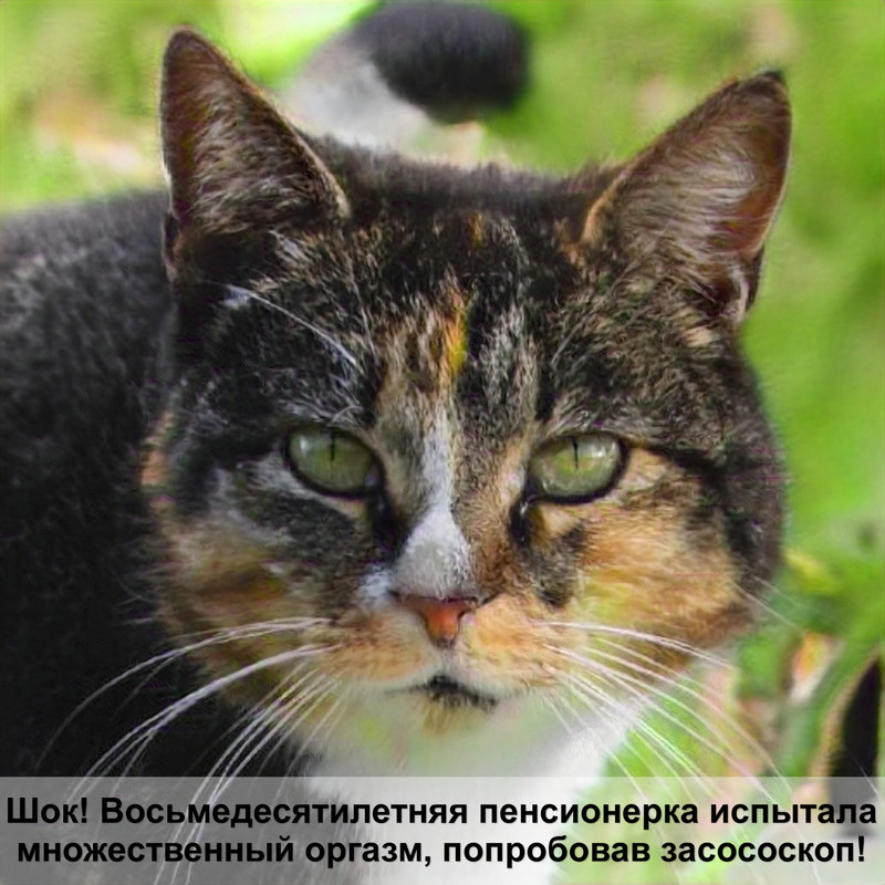 абиссинская кошка лезет шерсть