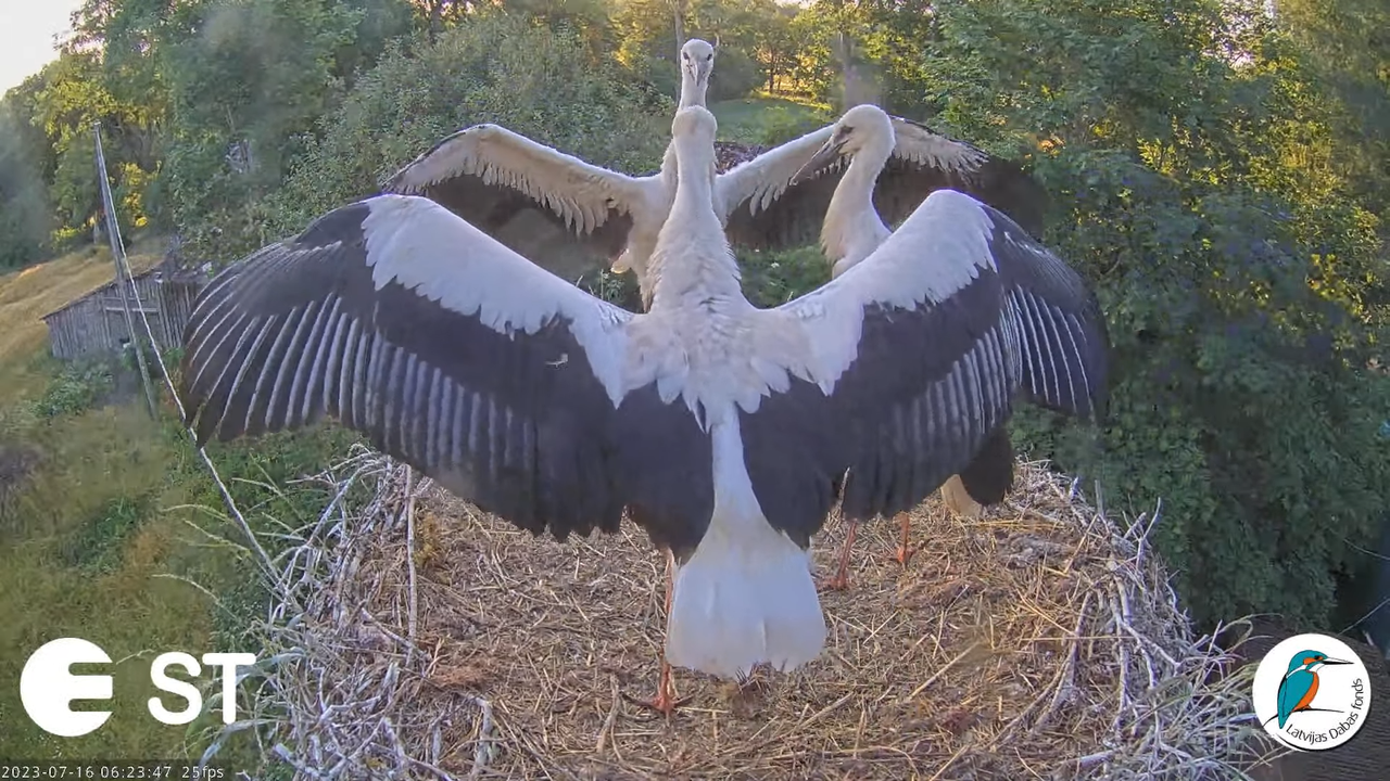 Baltie stārķi (Ciconia ciconia) Tukuma novadā - LDF tiešraide __ White storks in Tukums, Latvia 7-40