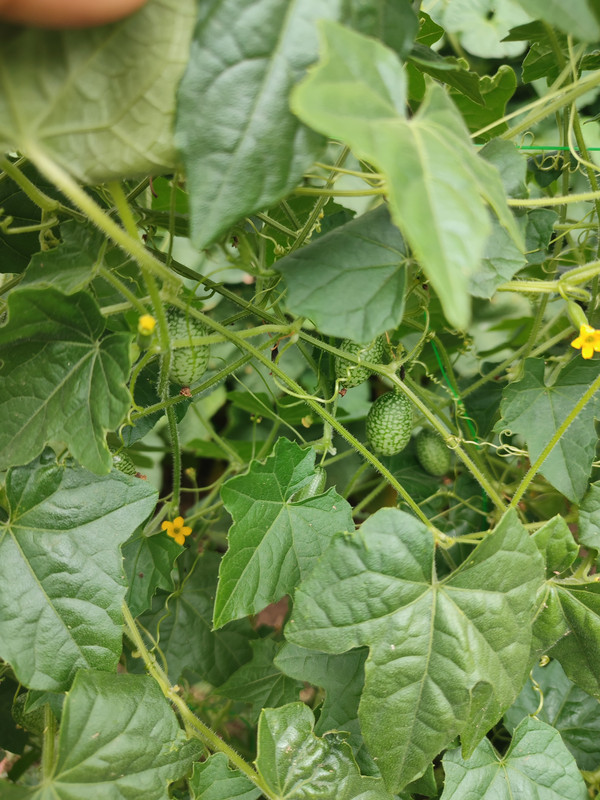 [Слика: IMG-20220731-141930.jpg]