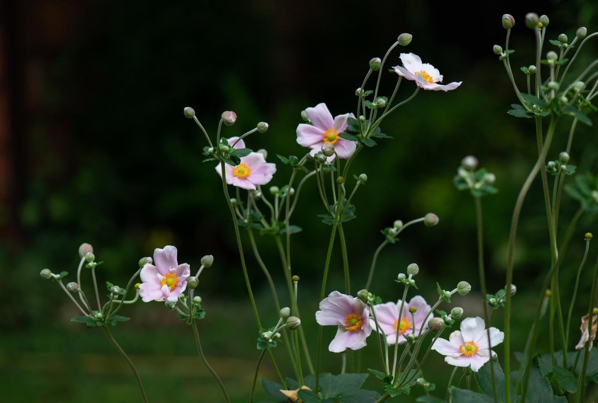 IMG-c203f4bb58d6432b1f7e132182e929ea-V