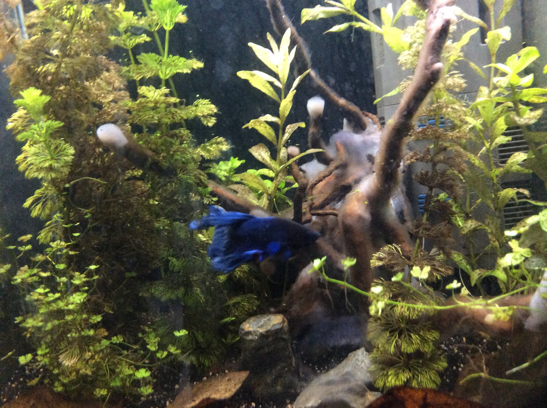 78D29FB7-B0B1-43DD-ABB5-9D64A558DAE9