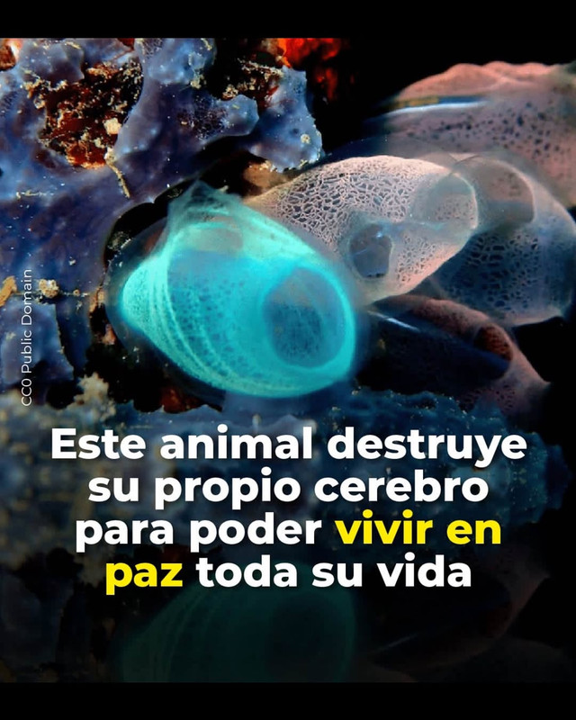 elgatodepavlovv-ea1c896569d84d0fb2b3759fb86b49a4.jpg