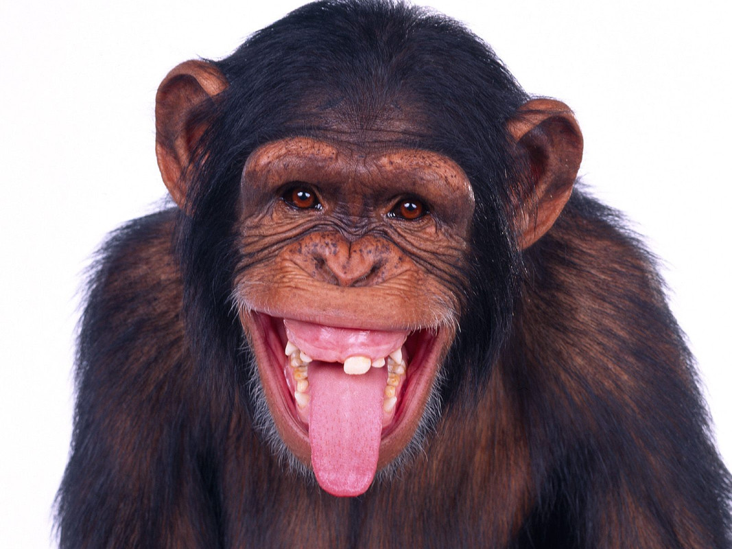 animal-tongues-6