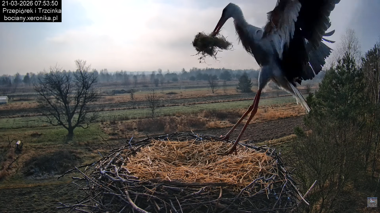 21032026bociany 11