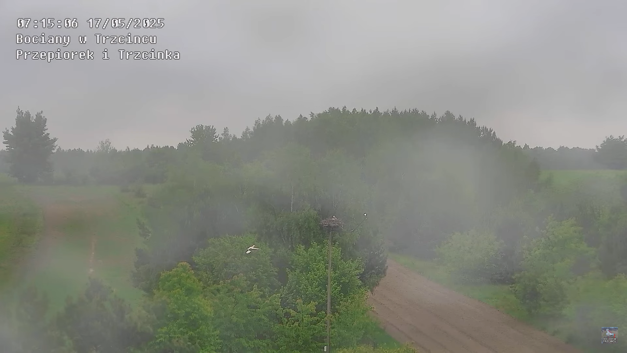 17052025bociany6