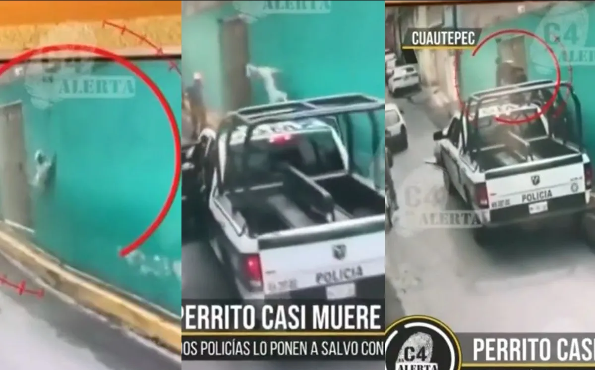 Policías salvan a perrito de ahorcarse tras caer en azotea en CDMX