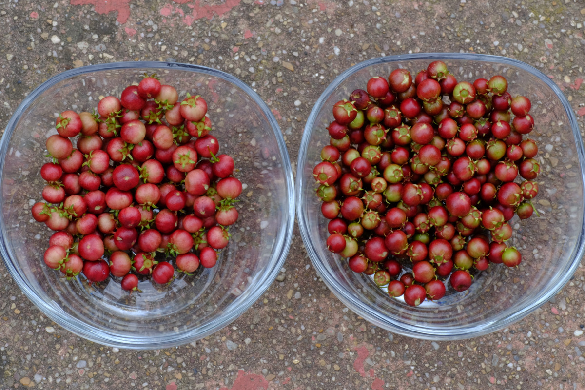 autumncrop