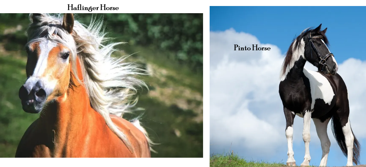 Haflinger-and-Pinto-Horse.png