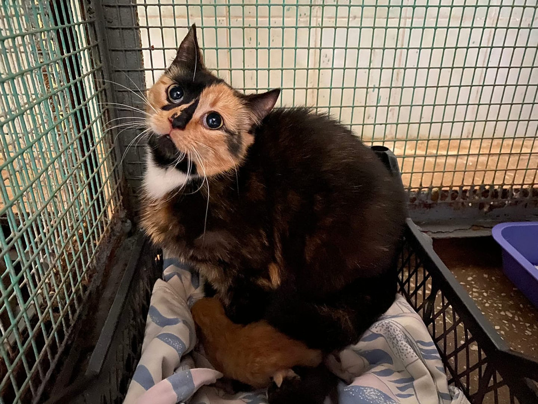 кошка с котятами на гурского