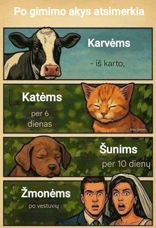 Paveikslėlis