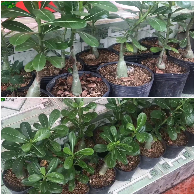 one-year-old-seed-grown-adenium.jpg