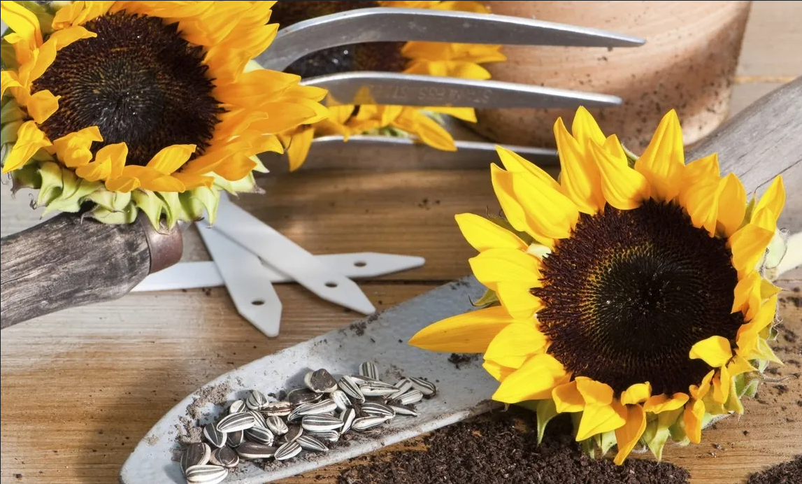 ¿Cómo se siembra una semilla de girasol? Esta es la guía paso a paso