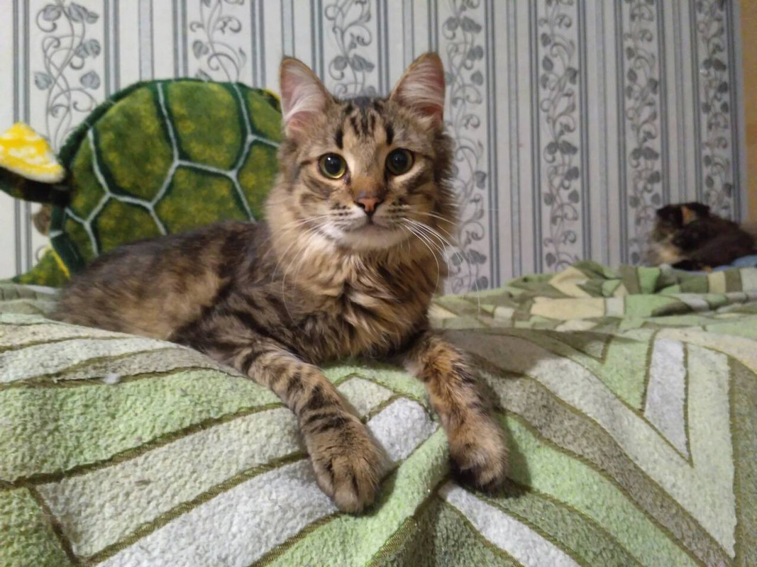 ДжойкаПамять2