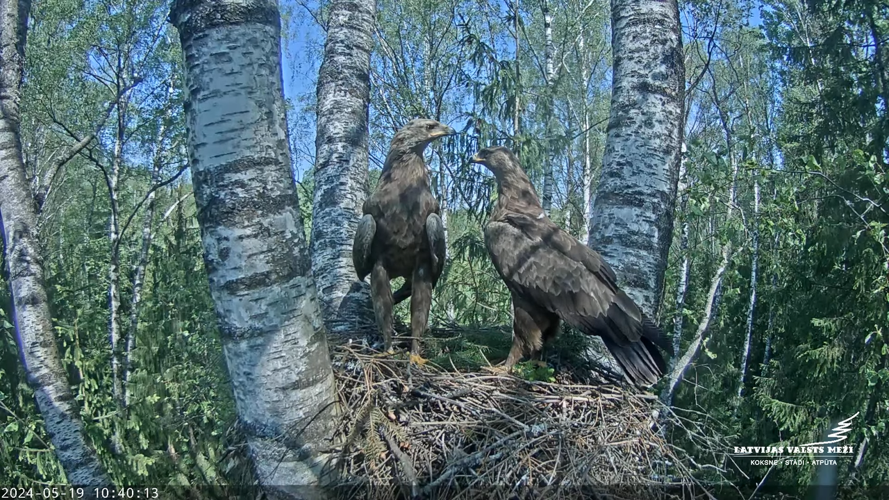 LVM Mazais ērglis Aizkuja, bērzs - Lesser Spotted Eagle 3-42-47 screenshot