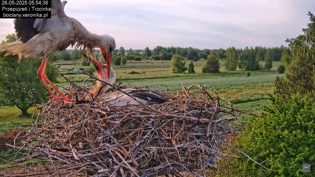 26052025bociany2