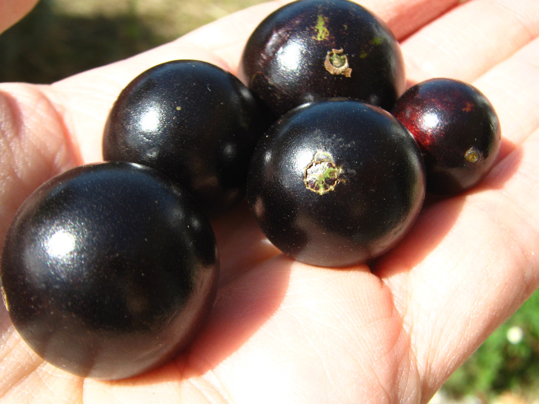 jaboticaba_fruits-20140829T122954