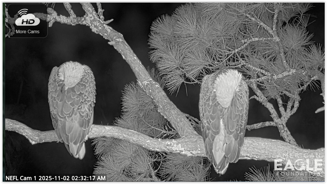 Screen Shot 11 02 25 at 08 33 AM