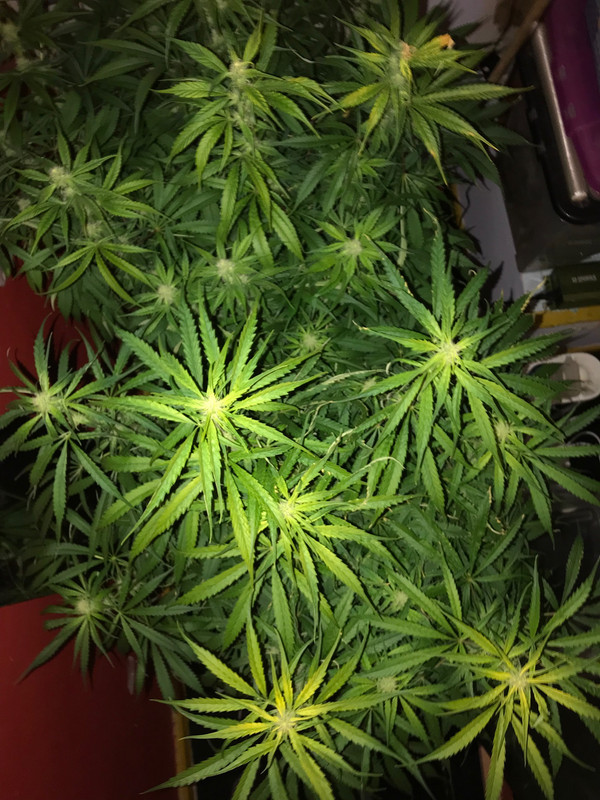 30A130D8-C2EF-40F3-BCDC-ABAF471D5A25