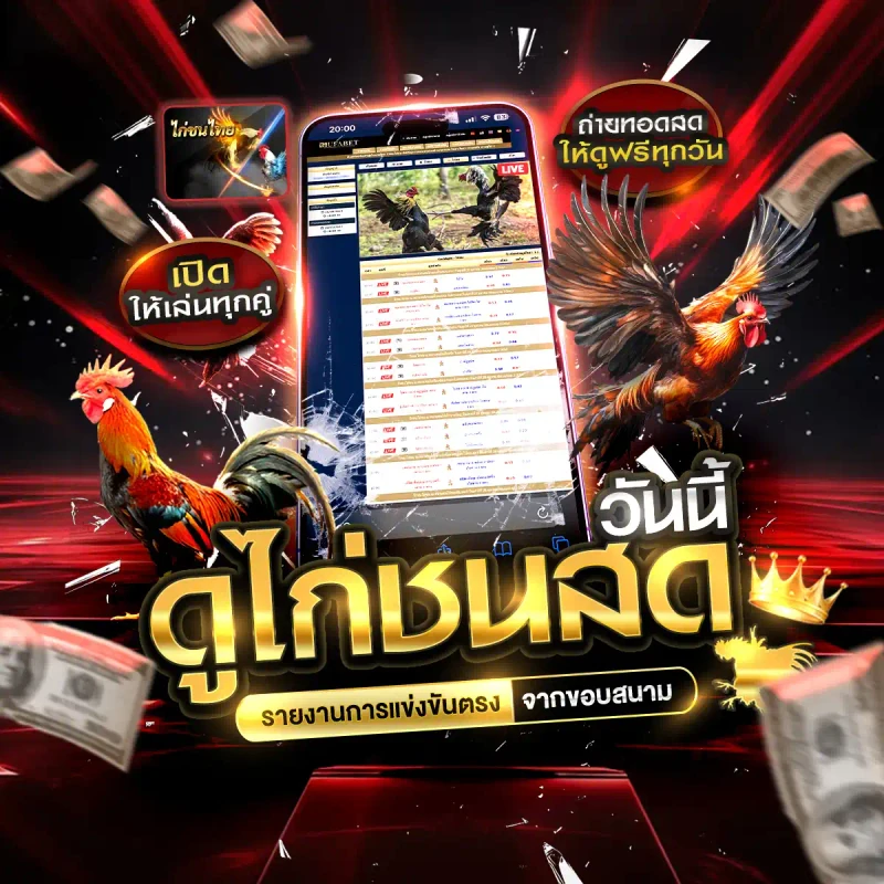 Watch Live Cockfighting Today