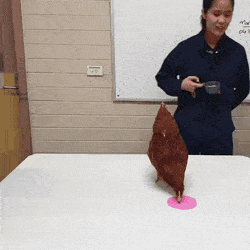 GIFs-6