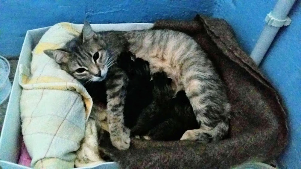 кошка с котятами